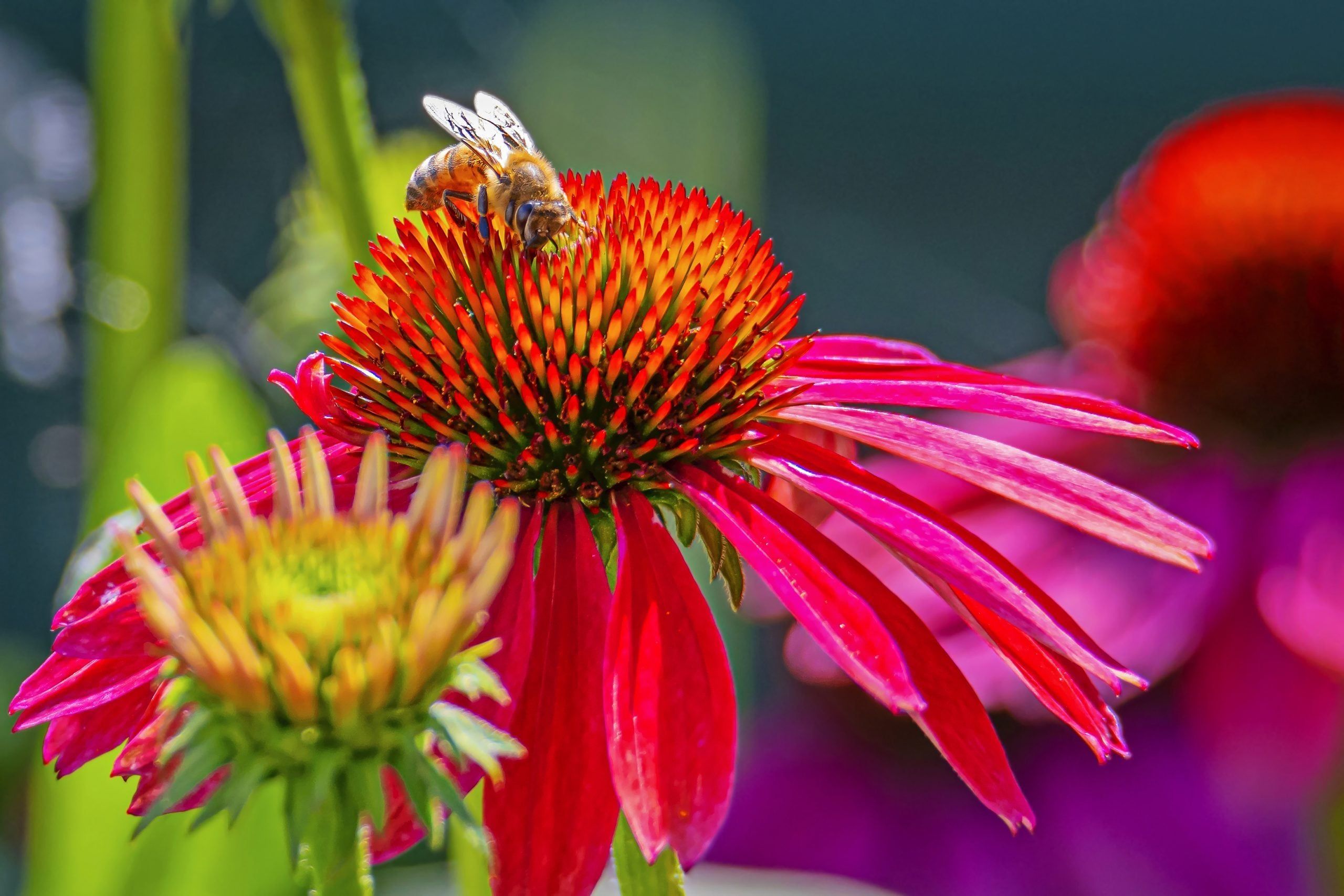 Echinacea · 97% match