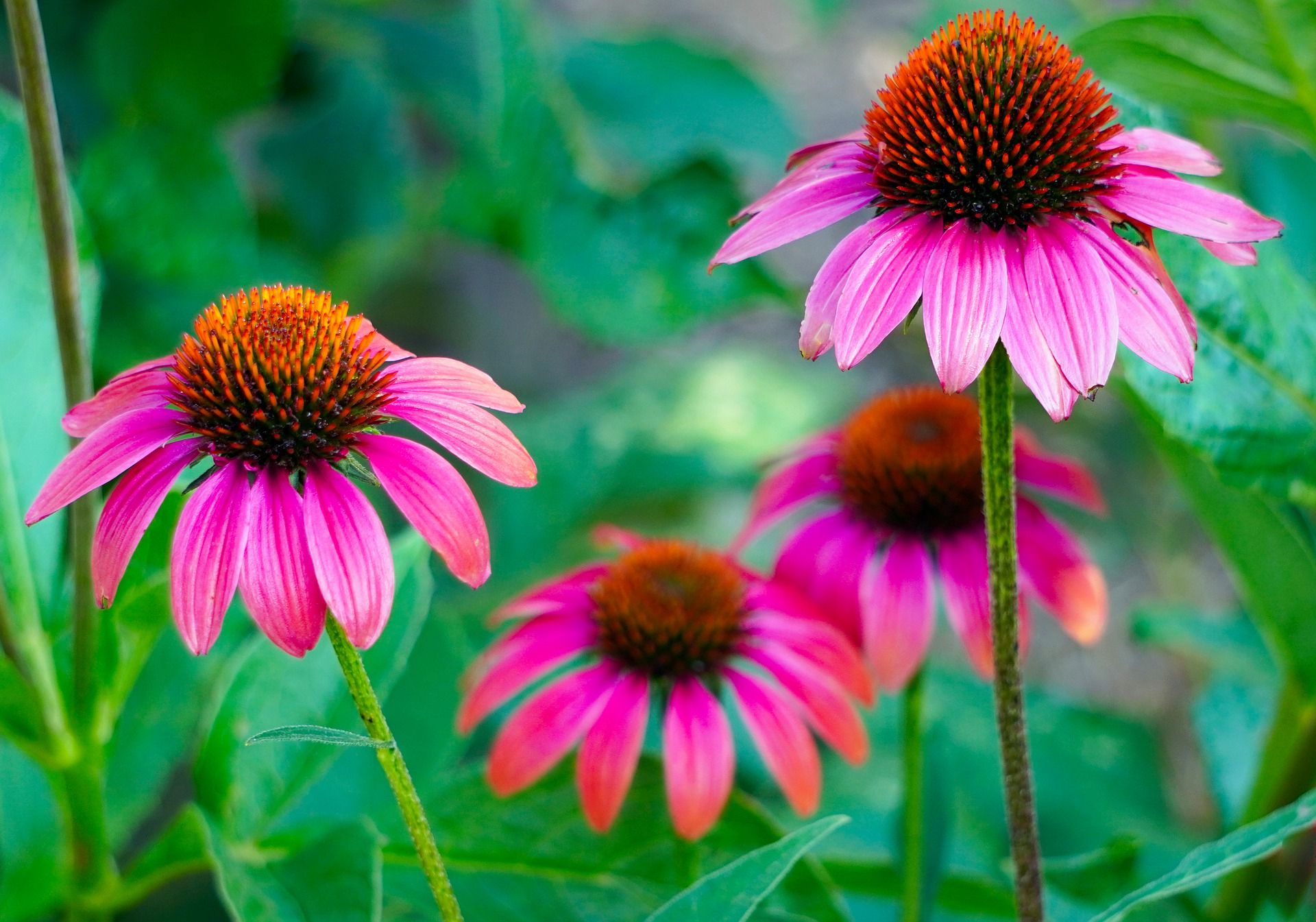 Purple coneflowers
