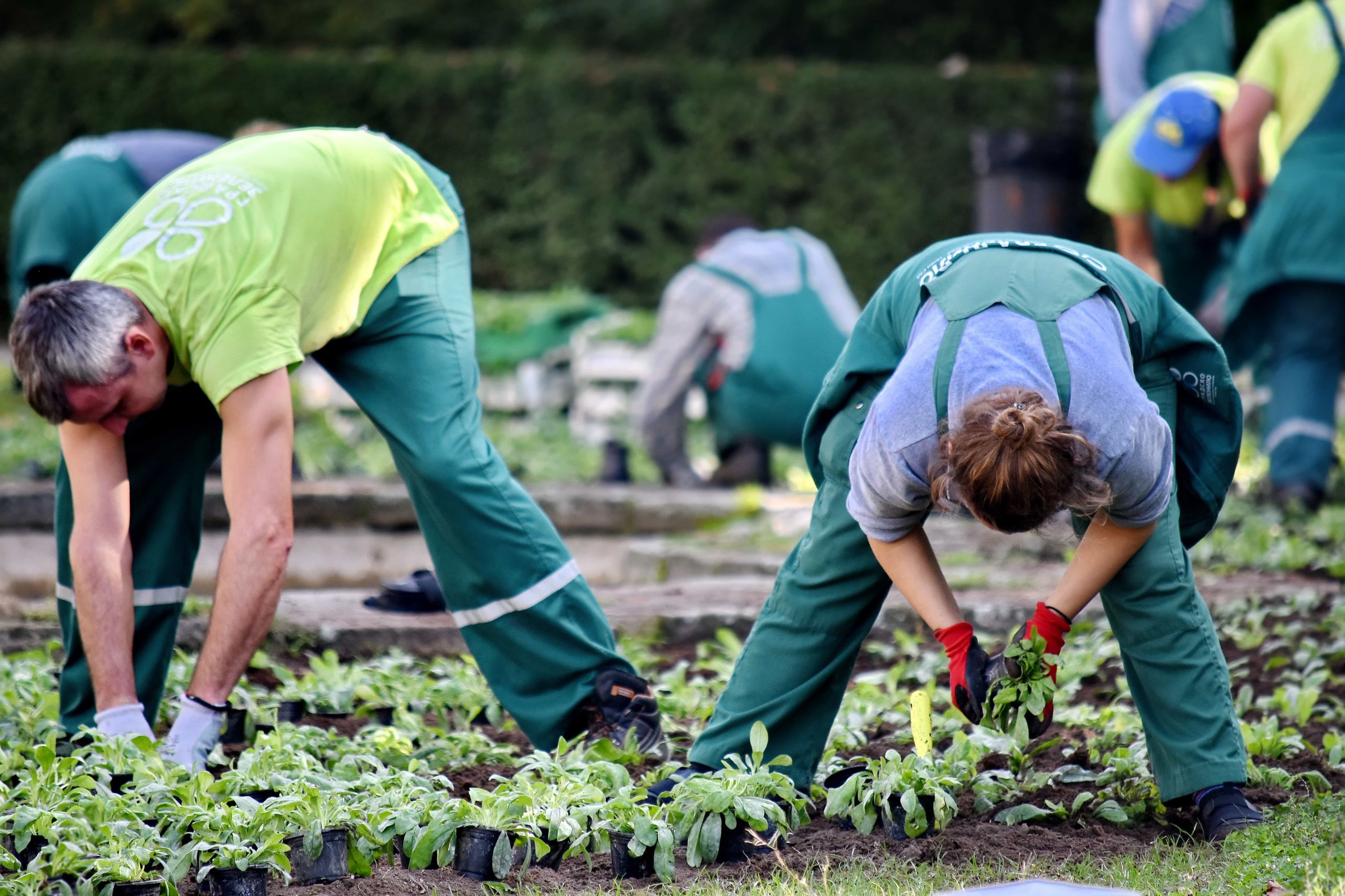 Partner nursery · planting out