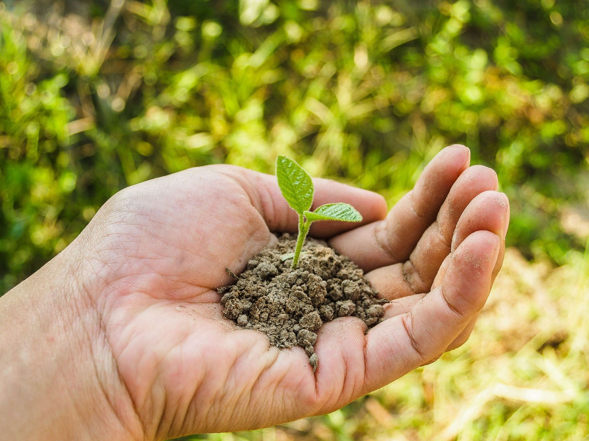 Your first seedling